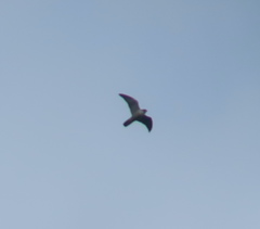 Falco peregrinus