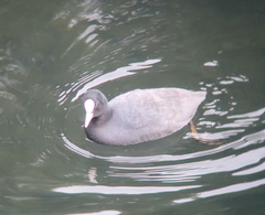 Fulica atra