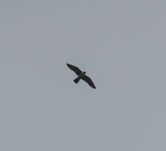 Falco peregrinus