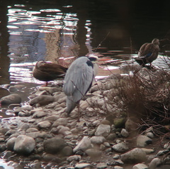 Ardea cinerea