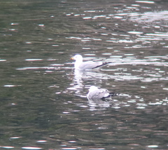 Larus crassirostris