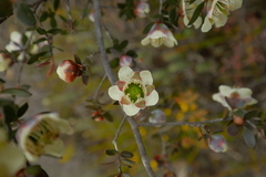 Leptospermum macrocarpum