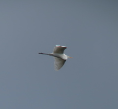 Ardea alba