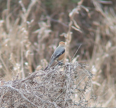 Lanius bucephalus