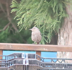 Monticola solitarius