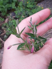 Epilobium