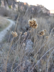 Helichrysum stoechas