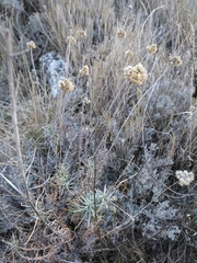 Helichrysum stoechas