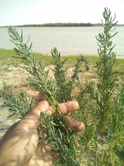 Suaeda heterophylla
