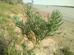 Suaeda heterophylla