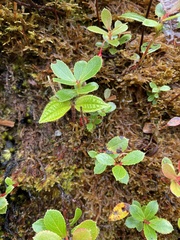 Vaccinium dentatum