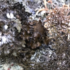 Umbilicaria polyrrhiza
