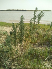 Suaeda heterophylla