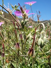 Geranium drakensbergensis