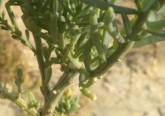 Suaeda heterophylla