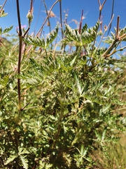 Geranium drakensbergensis