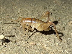 Ceuthophilus hesperus