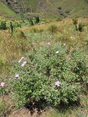 Geranium drakensbergensis