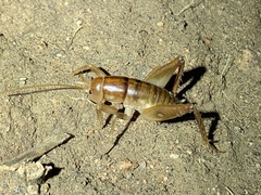 Ceuthophilus hesperus