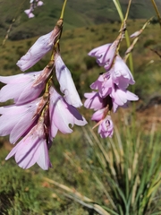 Dierama robustum