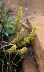 Crassula lanceolata transvaalensis