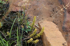Crassula lanceolata transvaalensis