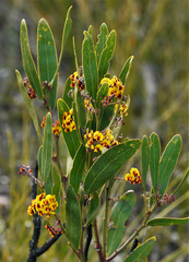 Daviesia leptophylla