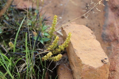 Crassula lanceolata transvaalensis