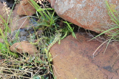 Crassula lanceolata transvaalensis