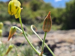Albuca shawii