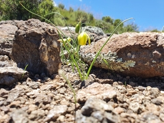 Albuca shawii