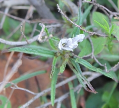 Monsonia burkeana