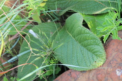 Monsonia burkeana