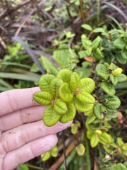 Metrosideros rugosa