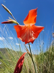 Gladiolus saundersii
