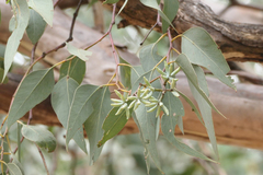 Eucalyptus albens