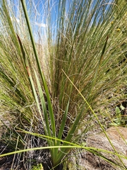 Gladiolus saundersii