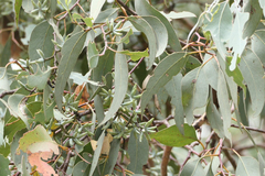 Eucalyptus albens