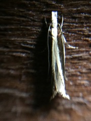 Erechthias stilbella