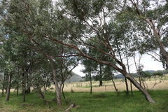 Eucalyptus albens