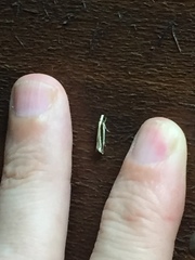 Erechthias stilbella