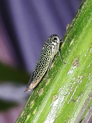 Macugonalia cavifrons