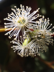 Eucalyptus dumosa