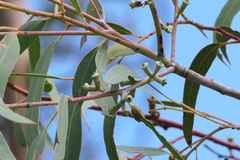 Eucalyptus saxatilis