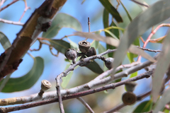 Eucalyptus saxatilis