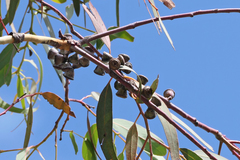 Eucalyptus saxatilis
