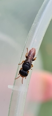 Arpactophilus