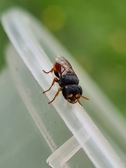 Arpactophilus