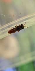 Arpactophilus