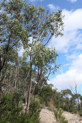 Eucalyptus saxatilis